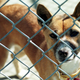 A captive New Guinea singing dog, photographed in 1999 inside the kennels at Hampshire College in Amherst, Massachusetts.